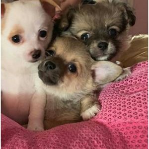 Meet your Posher, Crystal